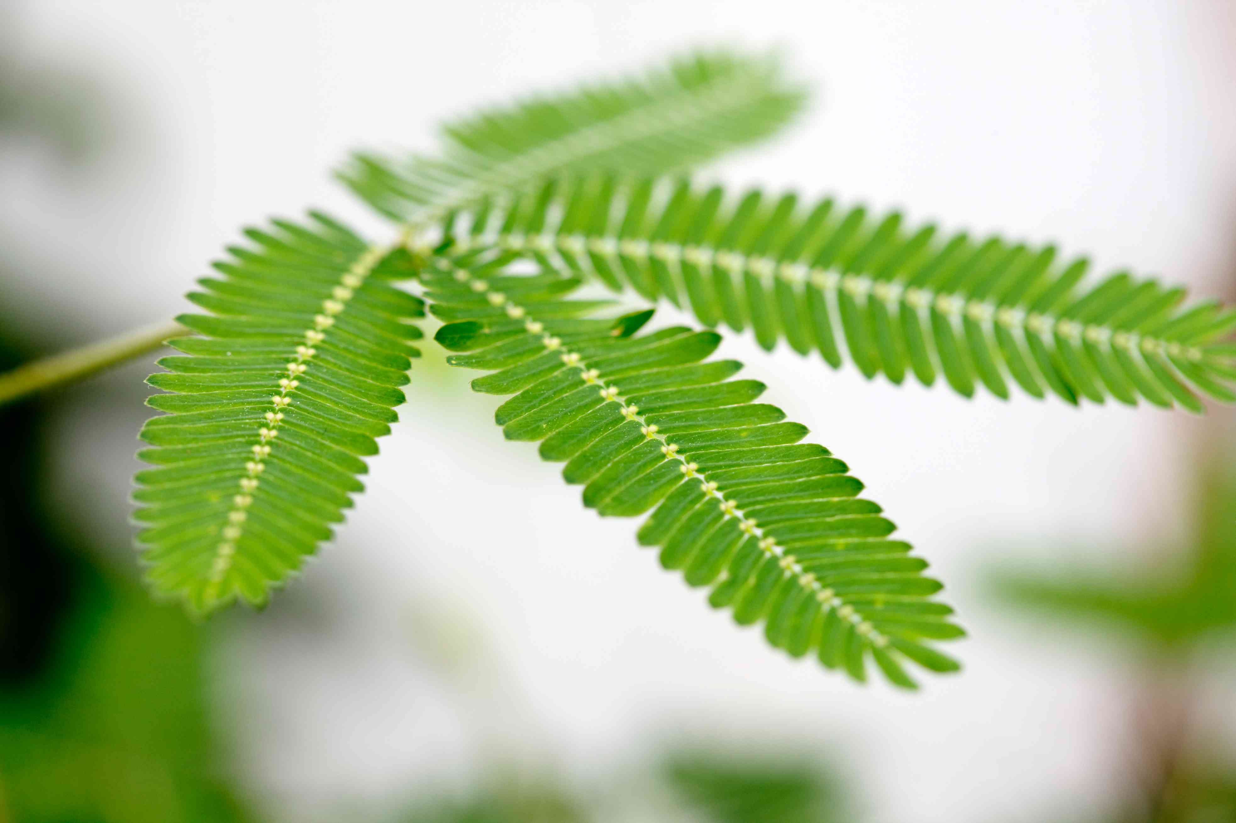 Mimosa Pudica leaves / Whole Plant Wholesale Manufacturer & Supplier in India
